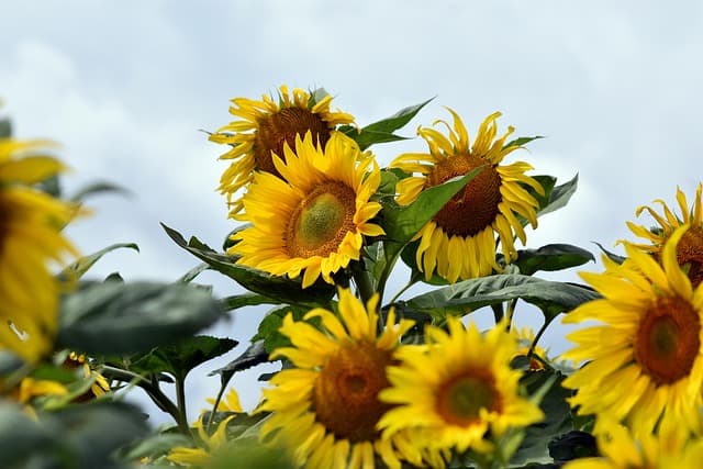 Comment Choisir les Plantes Idéales pour un Jardin Résilient
