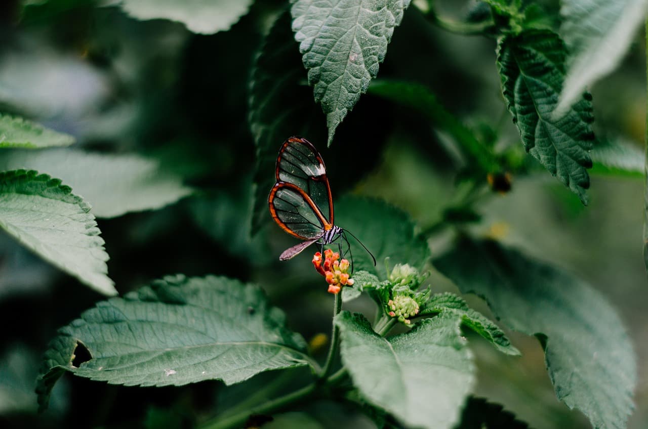 Comment Créer un Jardin de Plantes Fidèles à la Biodiversité