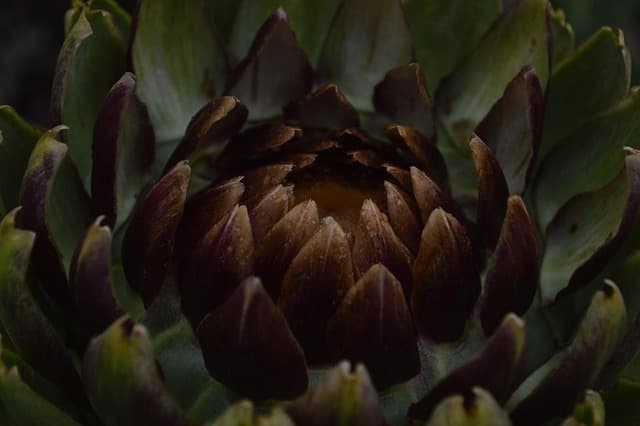 Les Meilleures Techniques de Jardinage pour un Jardin Écologique