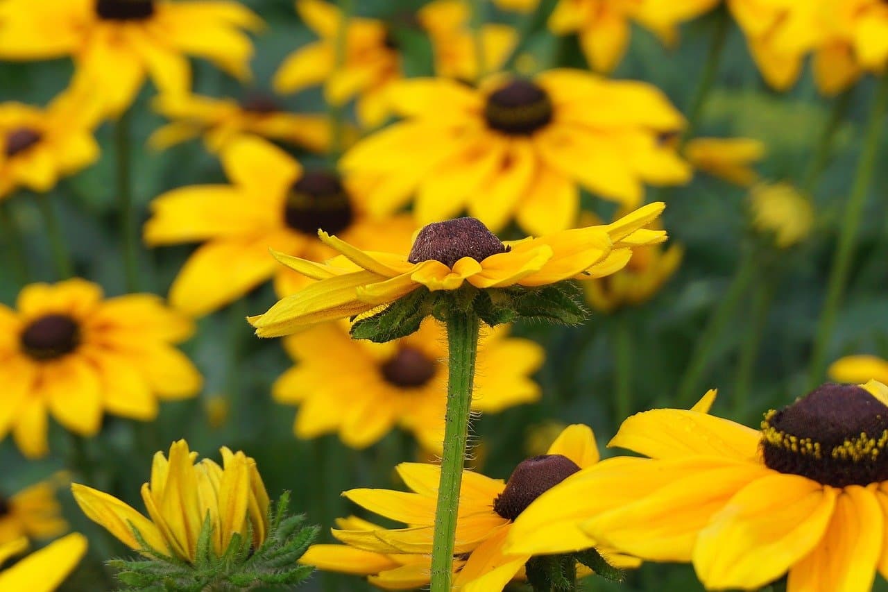 Comment Planter des Fleurs pour un Jardin Éblouissant