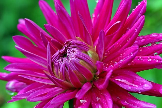 Comment Créer un Jardin de Fleurs Éblouissant en 5 Étapes