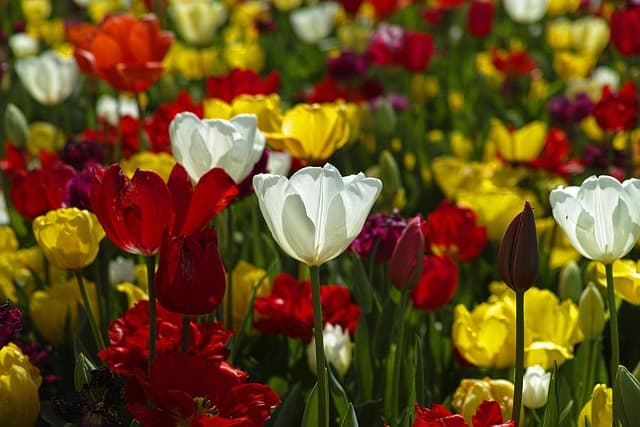 Jardinage en Conteneurs : 10 Astuces Pratiques pour Réussir