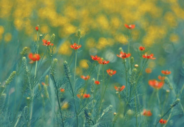 10 Astuces Pratiques pour Réussir votre Jardin d'Été