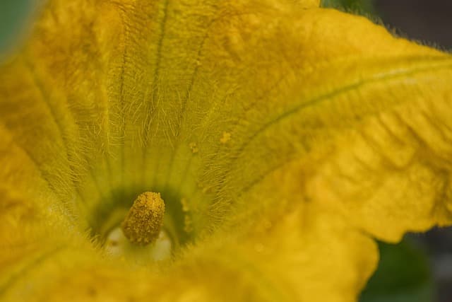 Comment Créer un Jardin Saisonnier Équilibré en 5 Étapes