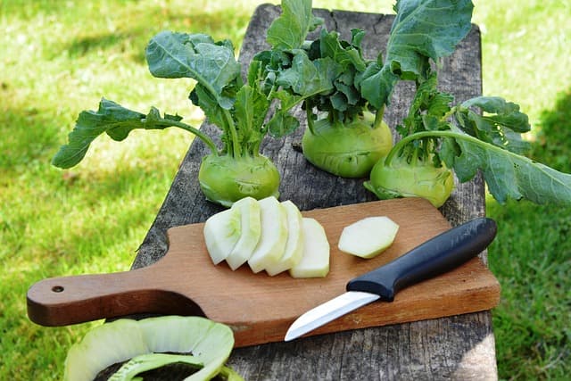 Comment Aménager un Jardin Potager Écologique : Guide Pratique